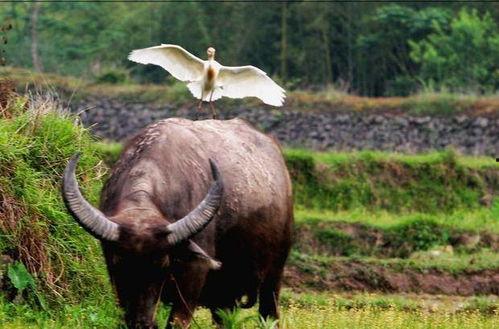 国产专区在线观看老牛,老牛影视盛宴，在线观看畅享不停